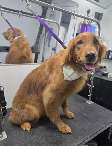 Happy Tails Mobile Pet Spa