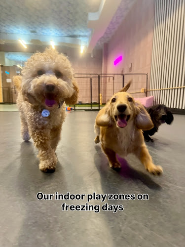 Happy Tails Pup Experience