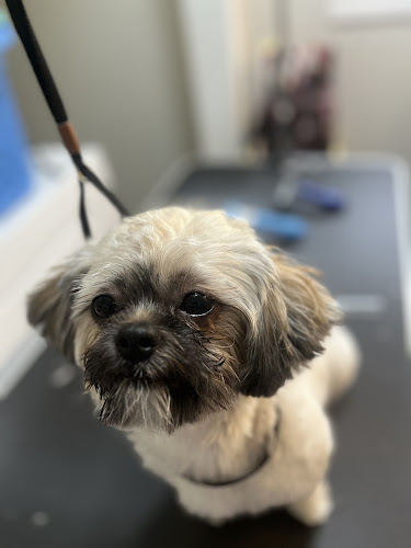 Happy Wiggles Pet Resort