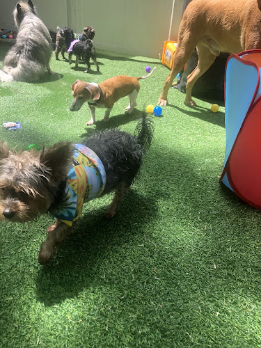 Harlem Doggie Day Spa