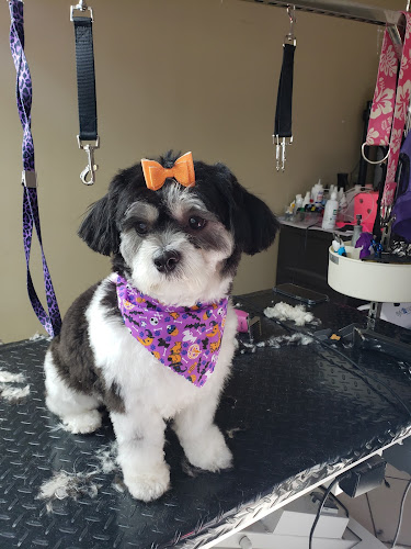 Harryspawdsllc / grooming services