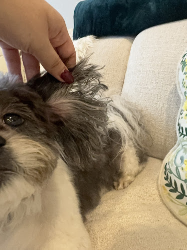 Haute Pets Mobile Grooming