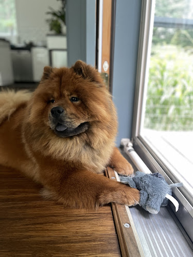 Head Over Paws Grooming