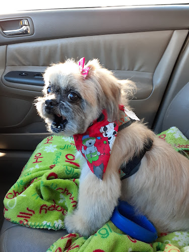 Head to Tail - Professional Pet Grooming, LLC