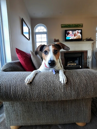 Heavenly Angels Pet Grooming