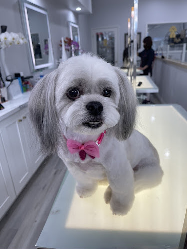 Henley Style Pet Grooming & Spa