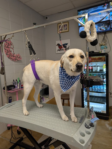 Henry's Pet Groomimg Plus