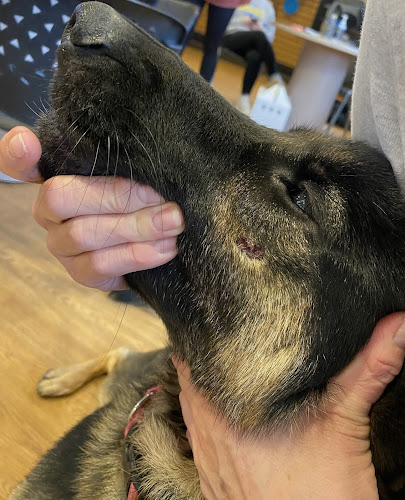 Hidden Paradise Pet Resort