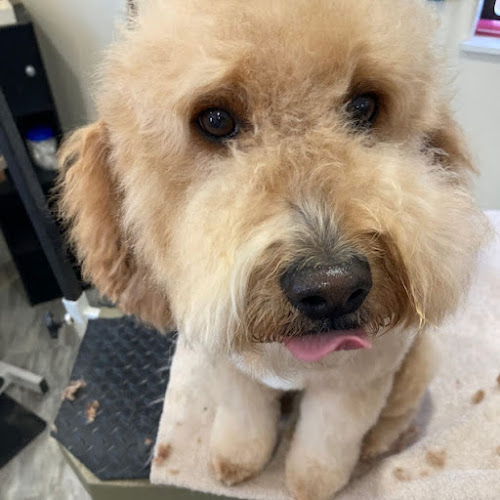 High Tails Grooming LLC