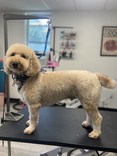 Highland Park Dog Grooming