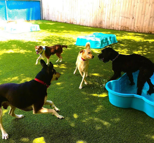 Hipster Hound on Diamond