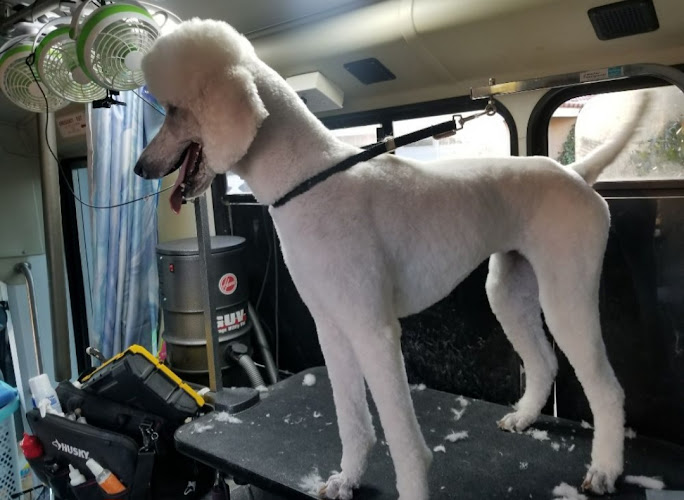 Holistic Mobile Pet Care