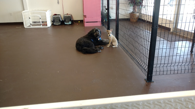 Hollywoof Doggy Day Care and Grooming LLC