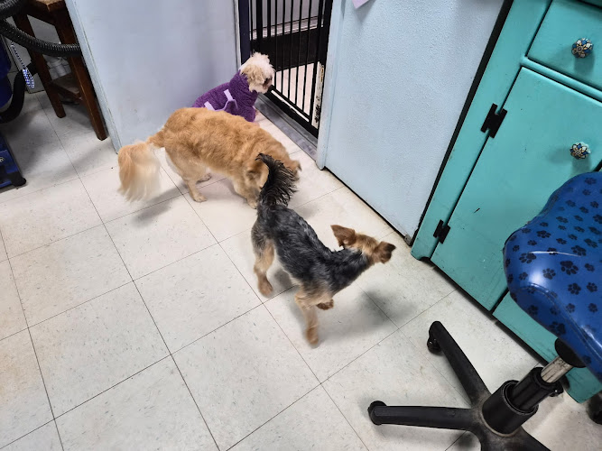 Hollywoof Pet Resort