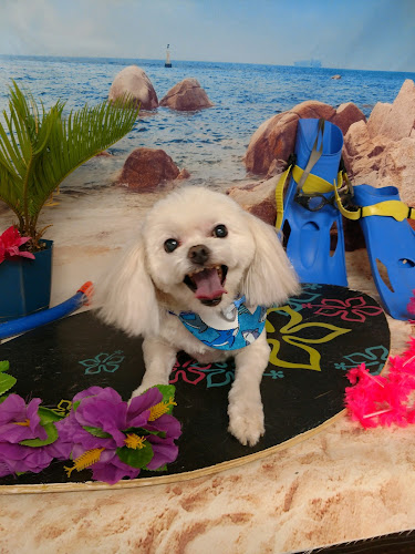 Hollywoof Pet Spa & Boutique