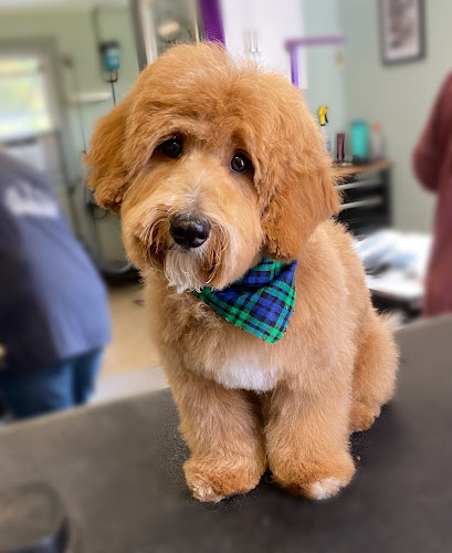 Home Away Pet Grooming & Day Boarding