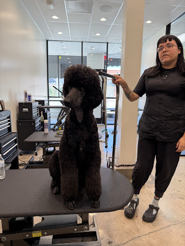 Homeboy Puppy Fades Dog Grooming