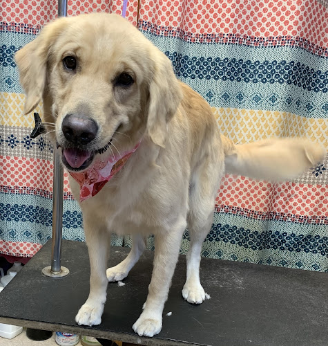 Hometown Grooming and Pet Care