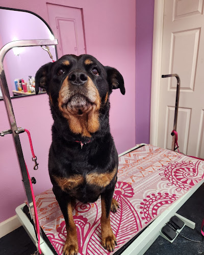 Honest to Dog Alaska