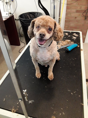 Hoosier Groomer Pet Studio LLC