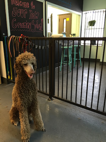 Hot Diggity Dog Grooming And Boutique