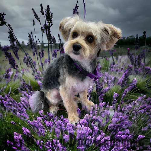 Hot Diggity Dog Grooming