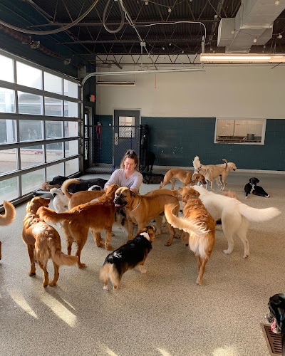 Hounds Lounge Pet Resort and Spa - Fayetteville