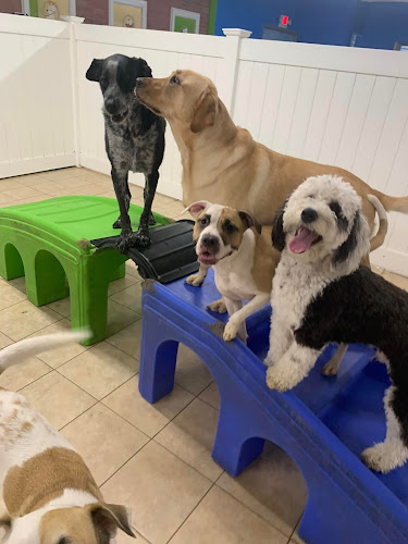 Hounds Town - Bergen