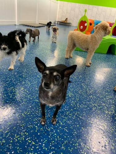 Hounds Town - Space Coast