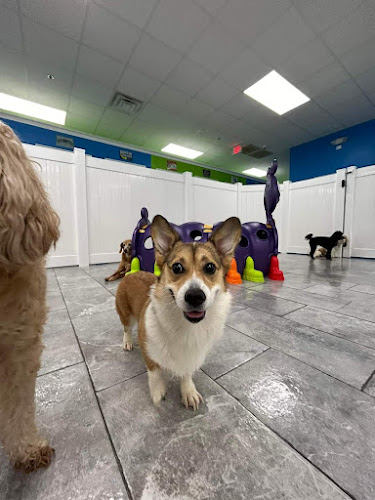 Hounds Town Wake Forest