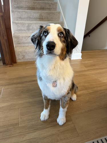 Houndstooth Dog Grooming