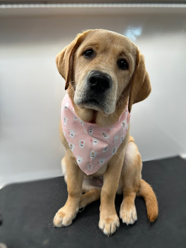 Houndstooth Mobile Pet Grooming