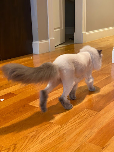 House Call Cat Grooming & Spa L.L.C.