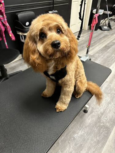 House of Houndz - Richmond