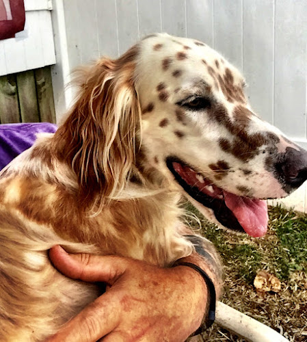 Howliday Inn Suites & Treats Pet Resort / Groovy Grooming