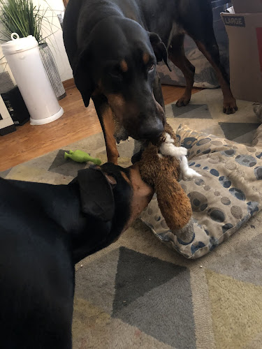 Illiana Boarding & Grooming