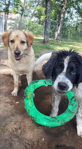 Indian River Pet Resort