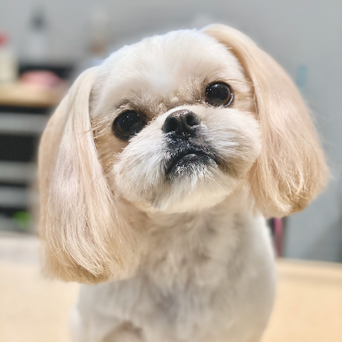 InStyle Pet Grooming