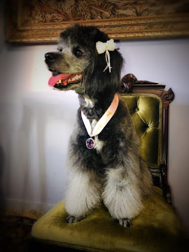 Ironmaya Pet Grooming