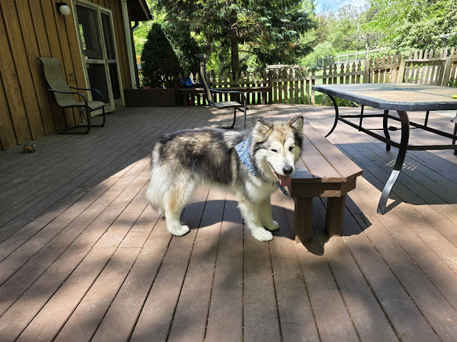 It's A Miracle Dog Spa