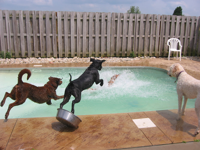 Ivanhoe Country Kennels