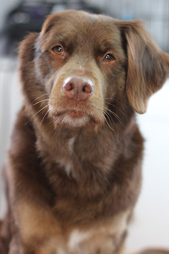 Jack of All Dog Grooming Services