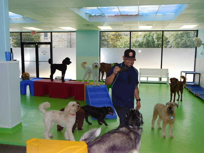 Jackson's Place Unleashed Pet Resort & Bakery - Dog Daycare, Dog Boarding, Dog Grooming & Dog Training