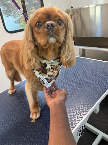 Jade's Mobile Pet Grooming llc