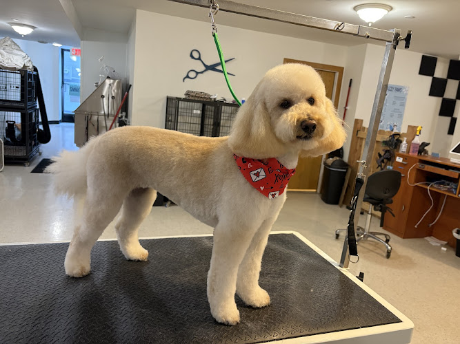 Jazzy Paws Dog Grooming