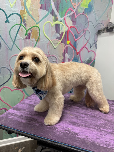 Jazzy Pawz By Andrea