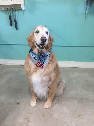 Jen's Ocean Drive Pet Grooming