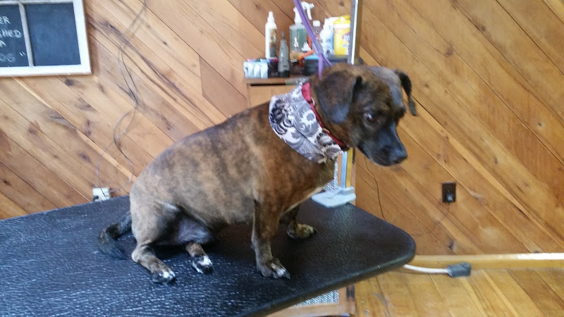 Jenn's Pampered Pet Grooming