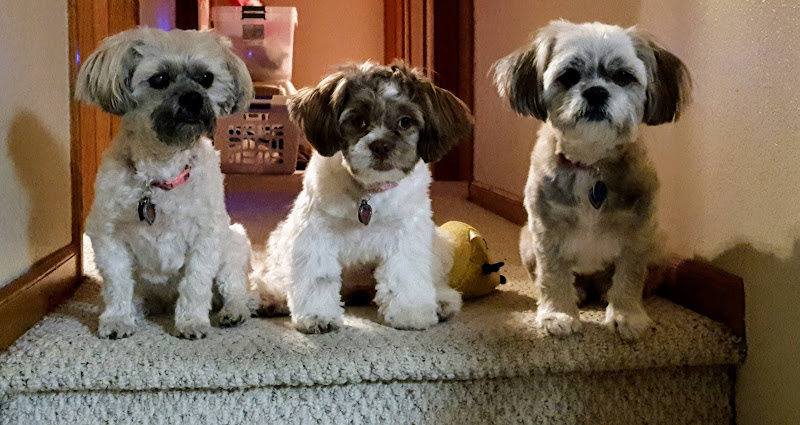 Jennifer's pet grooming