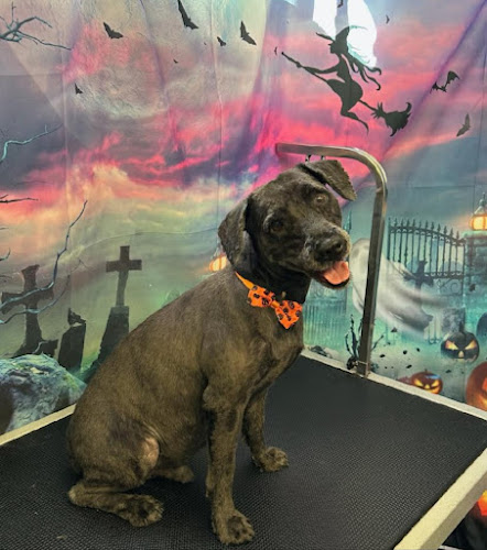 Jenny Scissorhands Mobile Pet Grooming